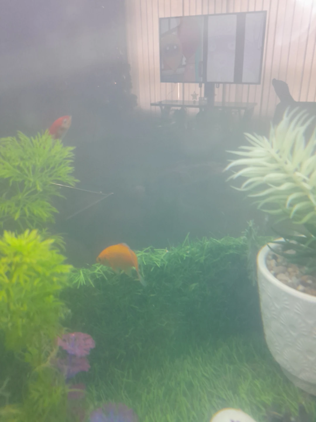 Male Goldfish - photo 3