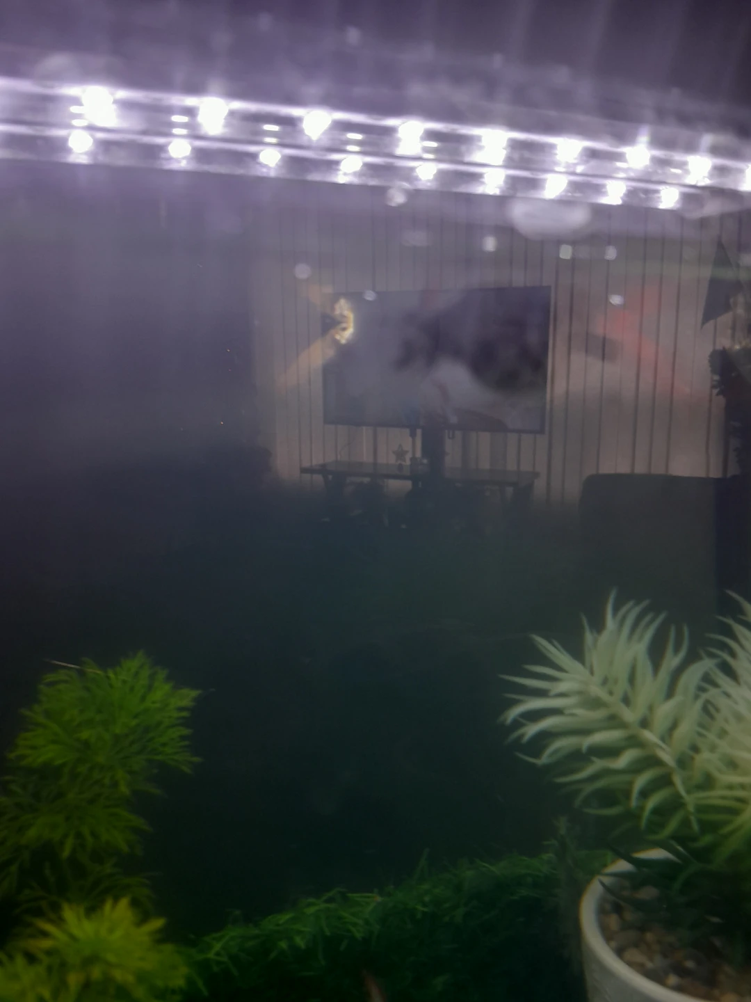 Male Goldfish - photo 4