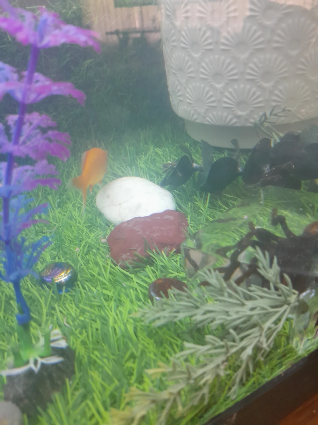 Male Goldfish - photo 5
