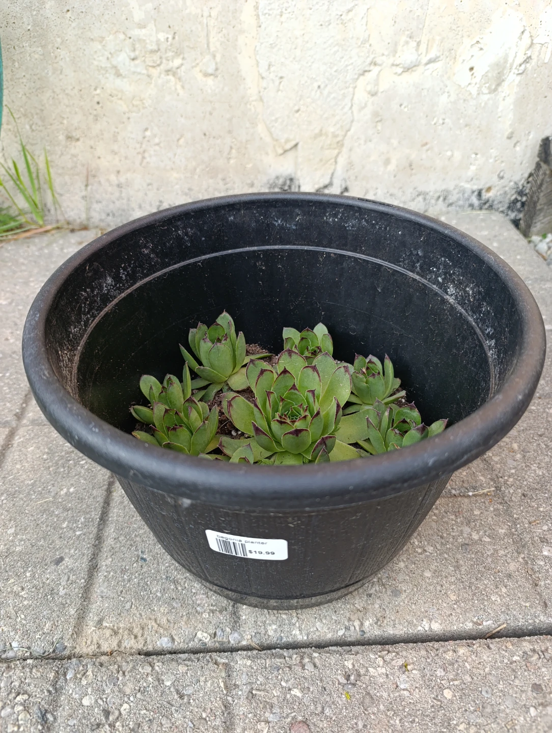 Succulents - photo 2