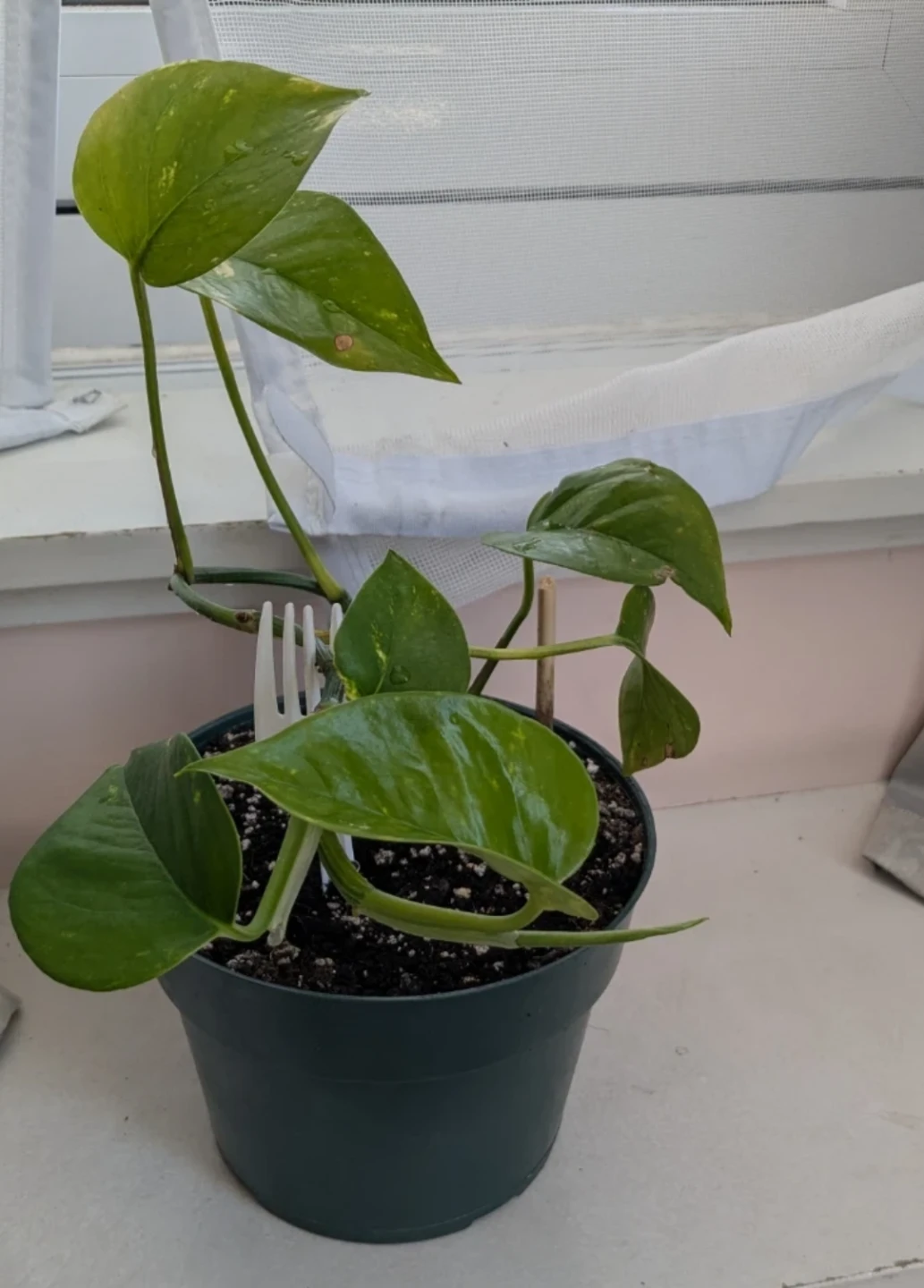 Pothos Plant in Pot