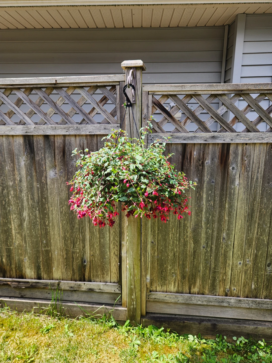Hanging Fuchsia Plant - photo 2