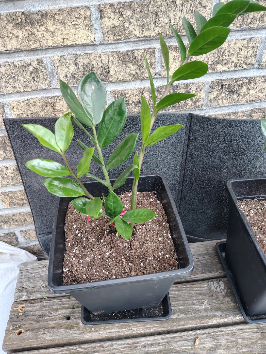 ZZ Plant in Black Pot