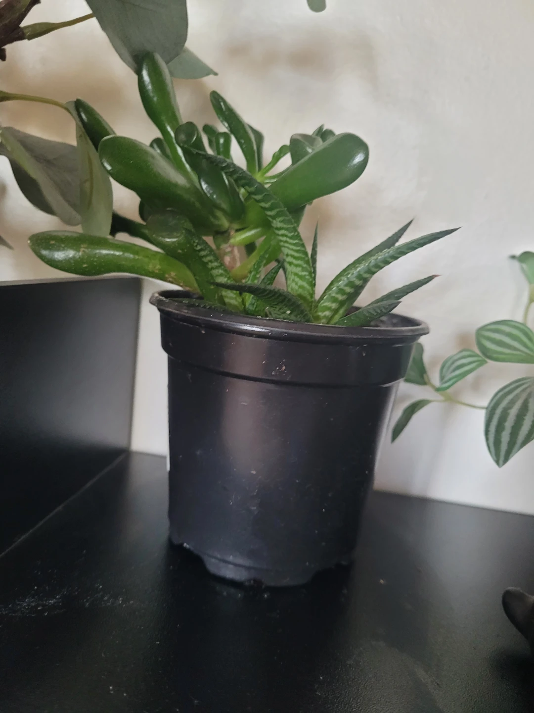Assorted Succulent Plants in Black Pot