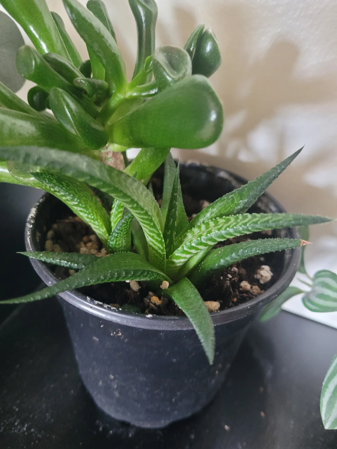 Assorted Succulent Plants in Black Pot - photo 2