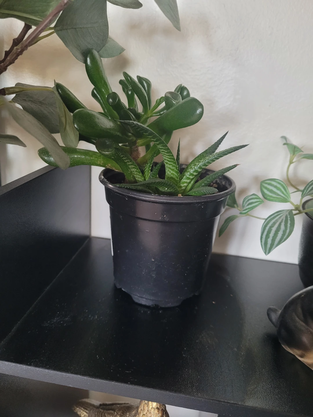 Assorted Succulent Plants in Black Pot - photo 3
