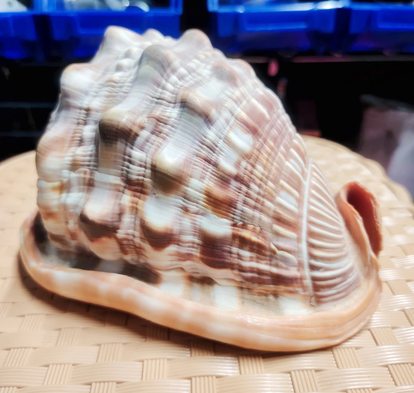 Large Seashell Display Piece