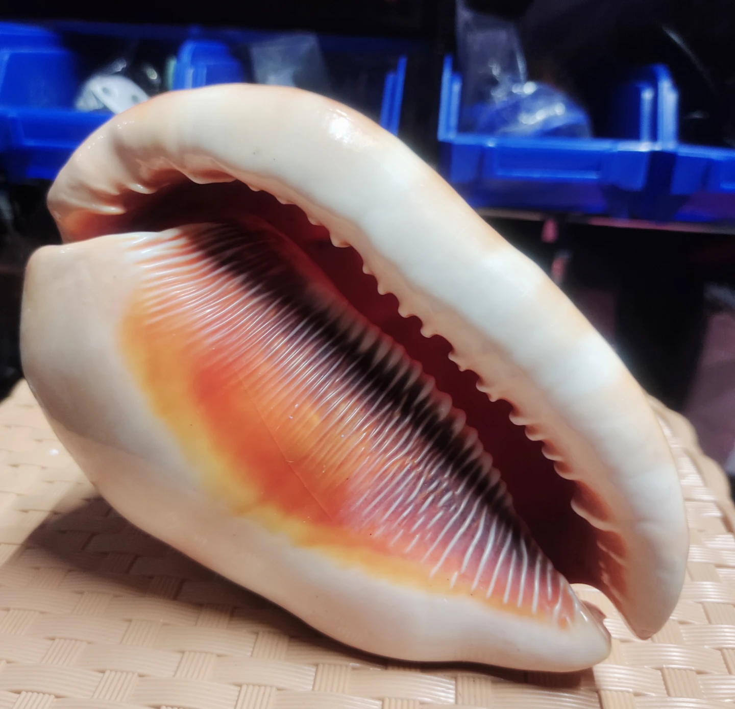 Large Seashell Display Piece - photo 2