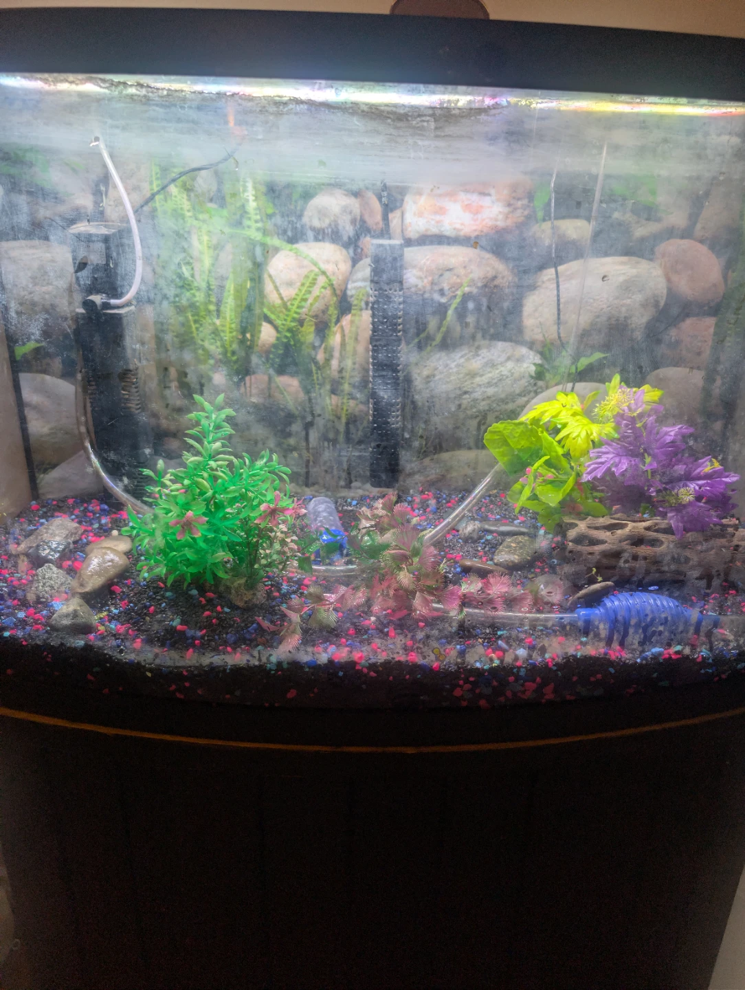 Curved Front Aquarium with Stand