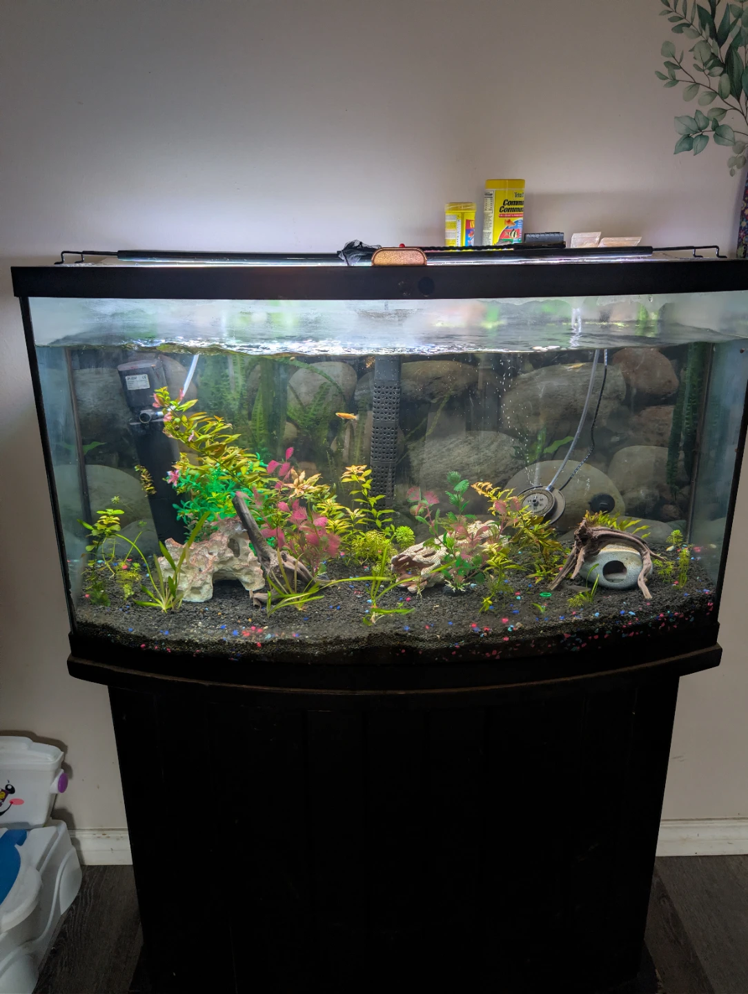 Curved Front Aquarium with Stand - photo 4