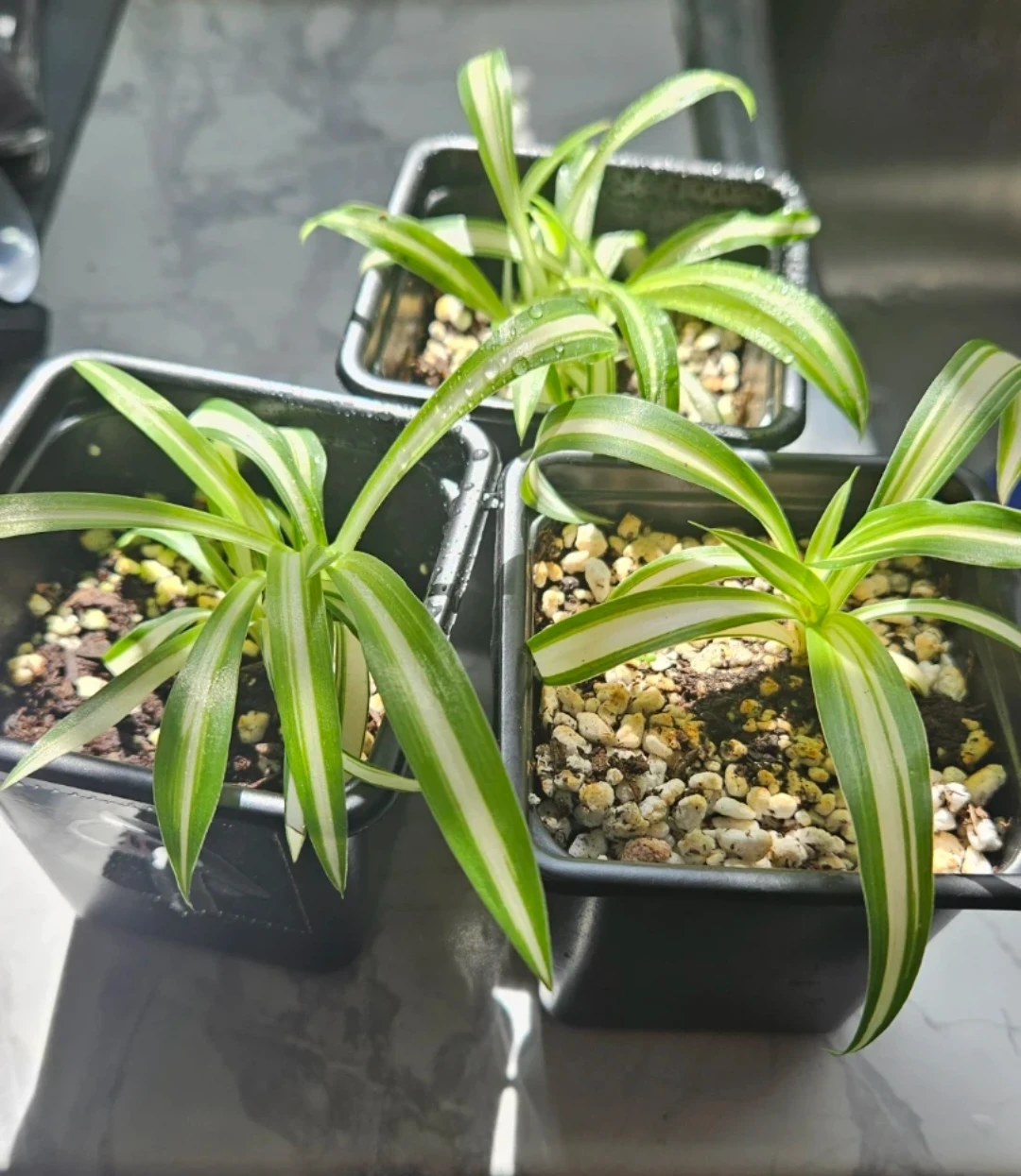 Spider plant babies ($1 each) - photo 2
