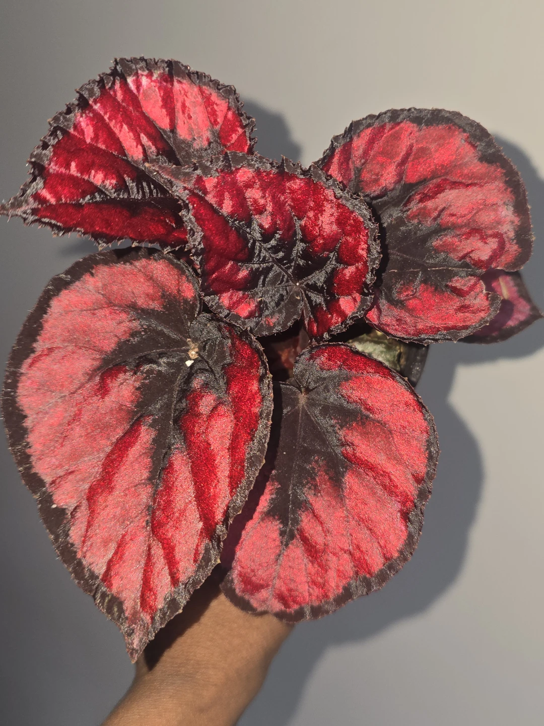 Begonia  collection Vibrant Red and Black Leaves - photo 2