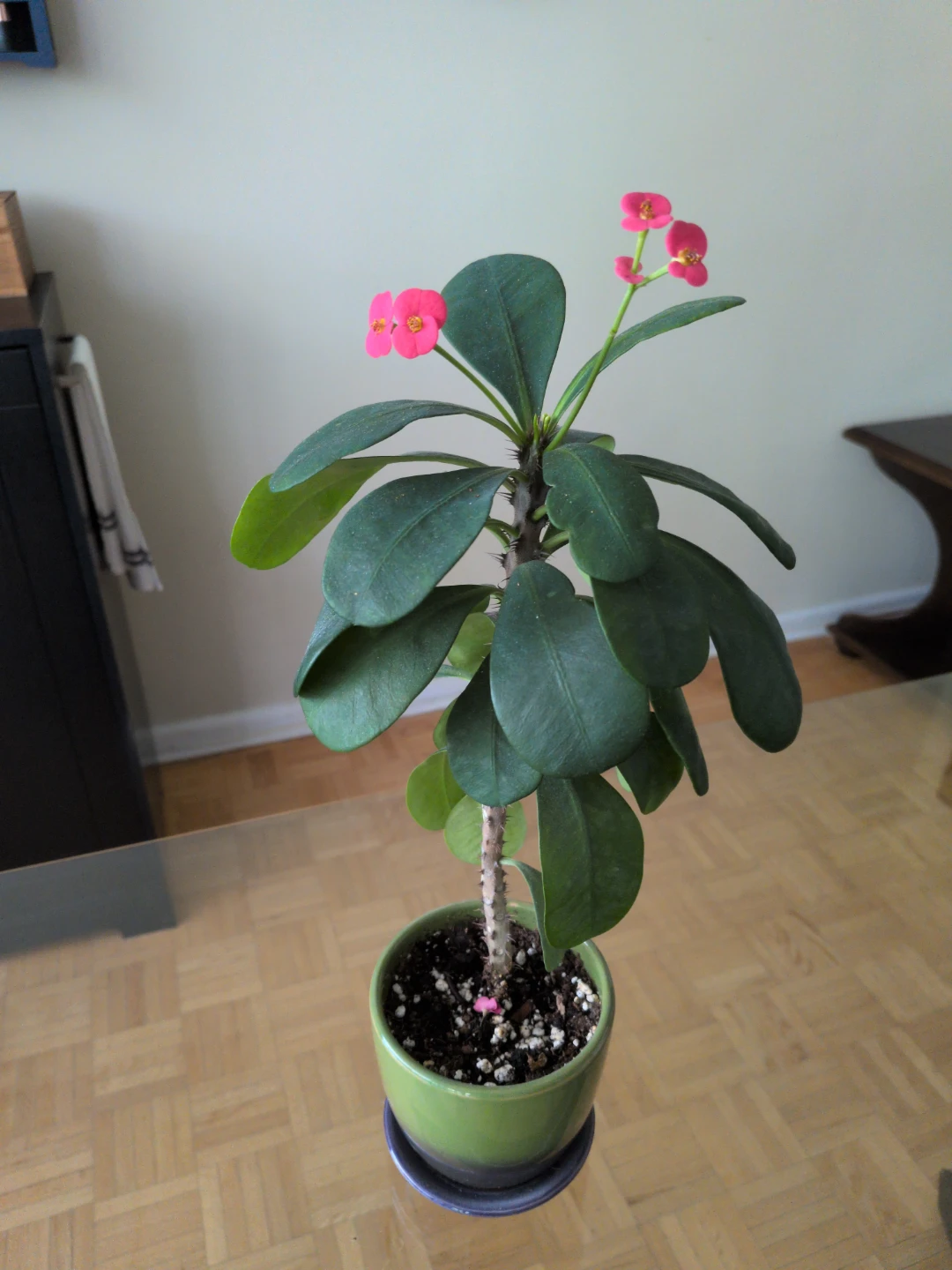 Flowering Crown of Thorns Plant
