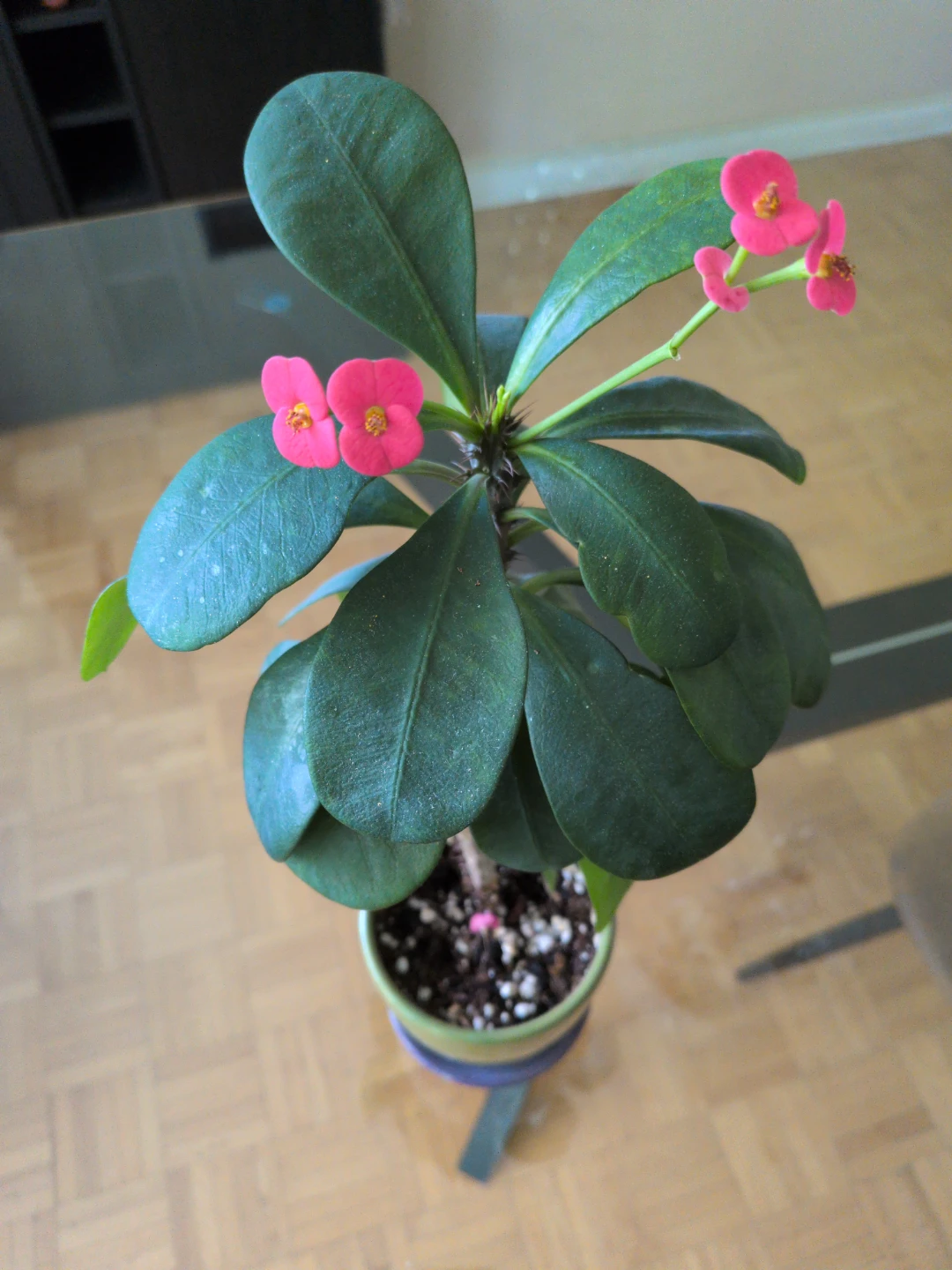 Flowering Crown of Thorns Plant - photo 2