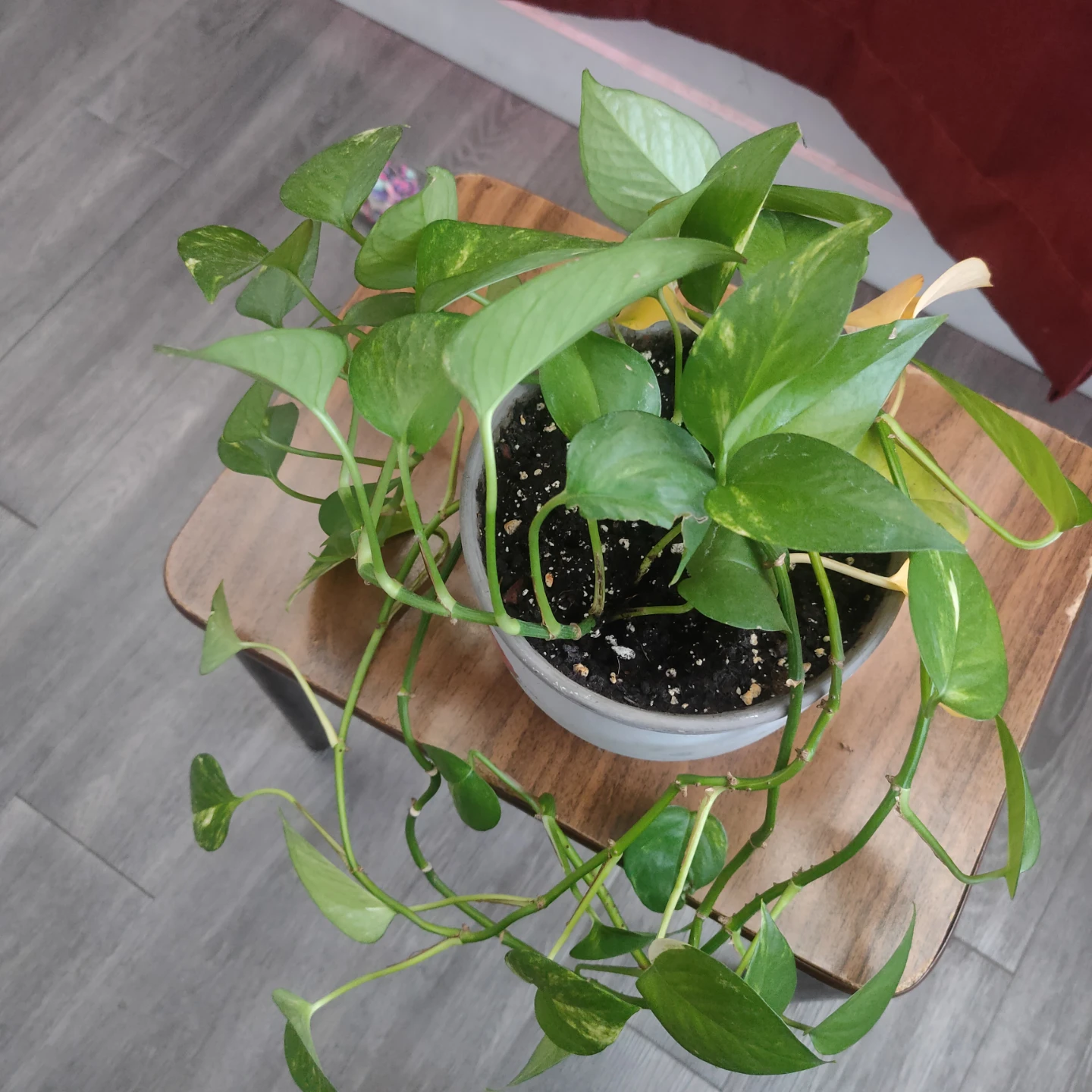 Pothos Plant in Grey Pot
