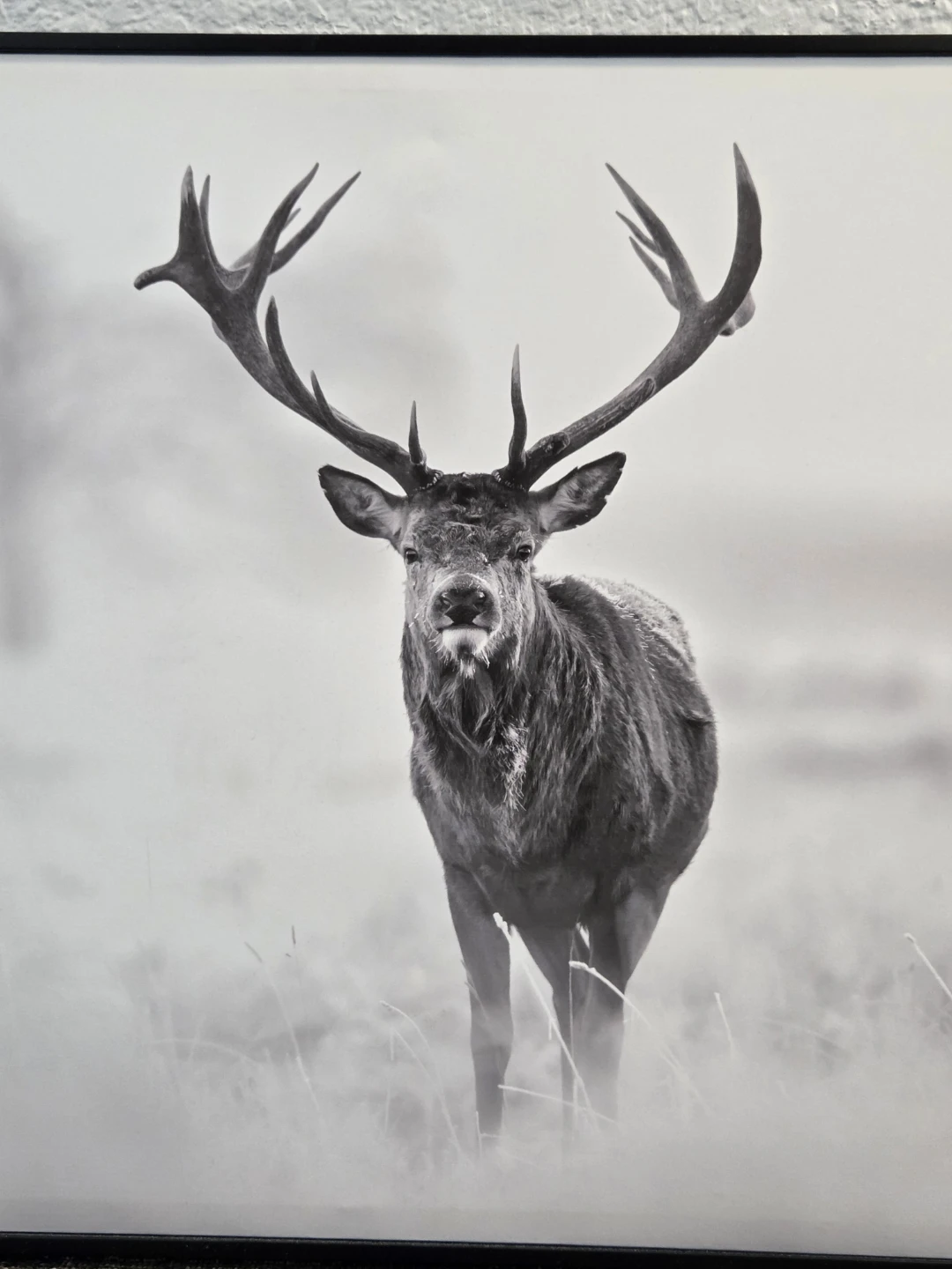Framed Black and White Stag Wall Art - photo 2
