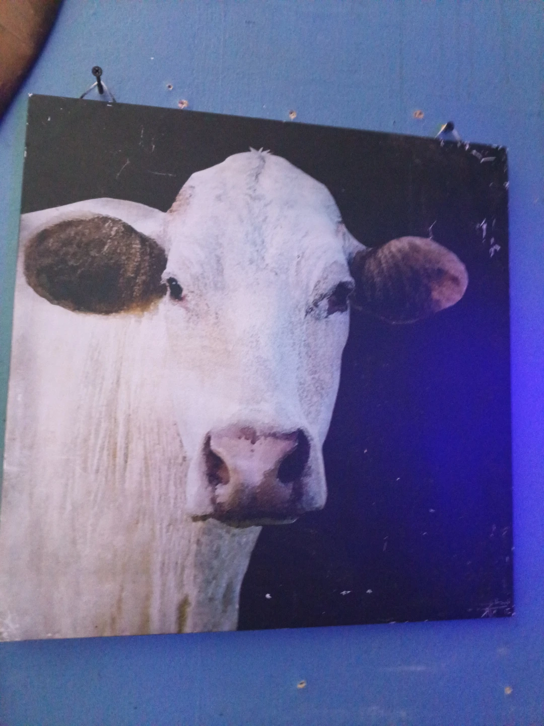 White Cow Wall Art Print metal