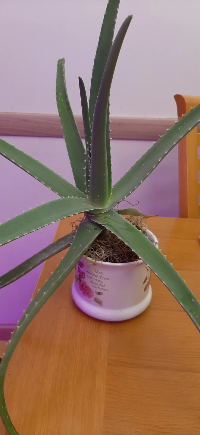 Potted Aloe Vera Plant for Mothers Day - photo 3