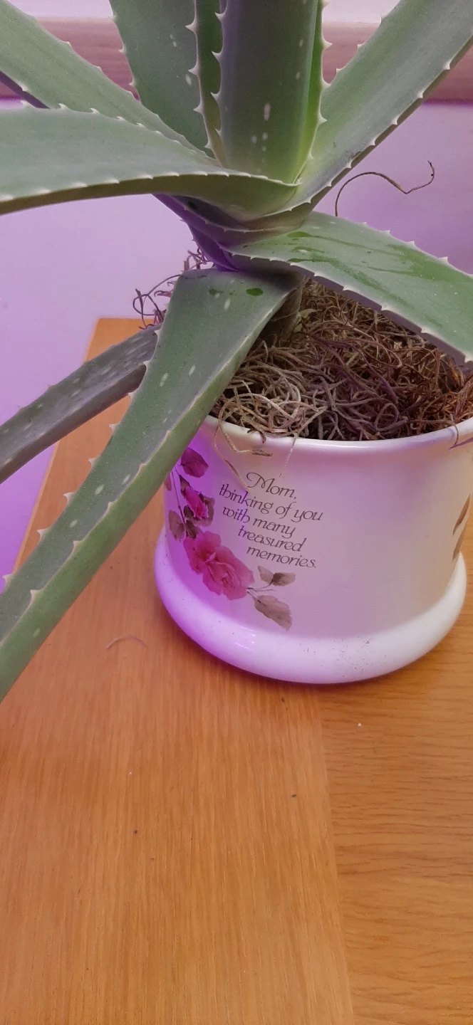 Potted Aloe Vera Plant for Mothers Day - photo 4