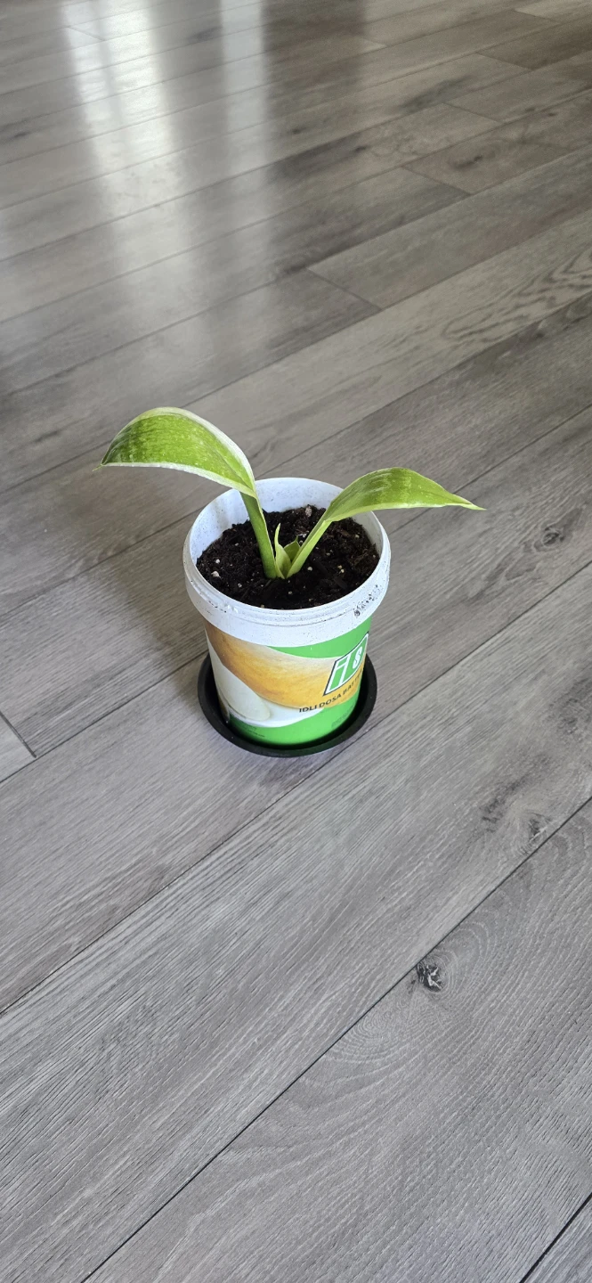 Snake plant/ air purifier/indoor plant