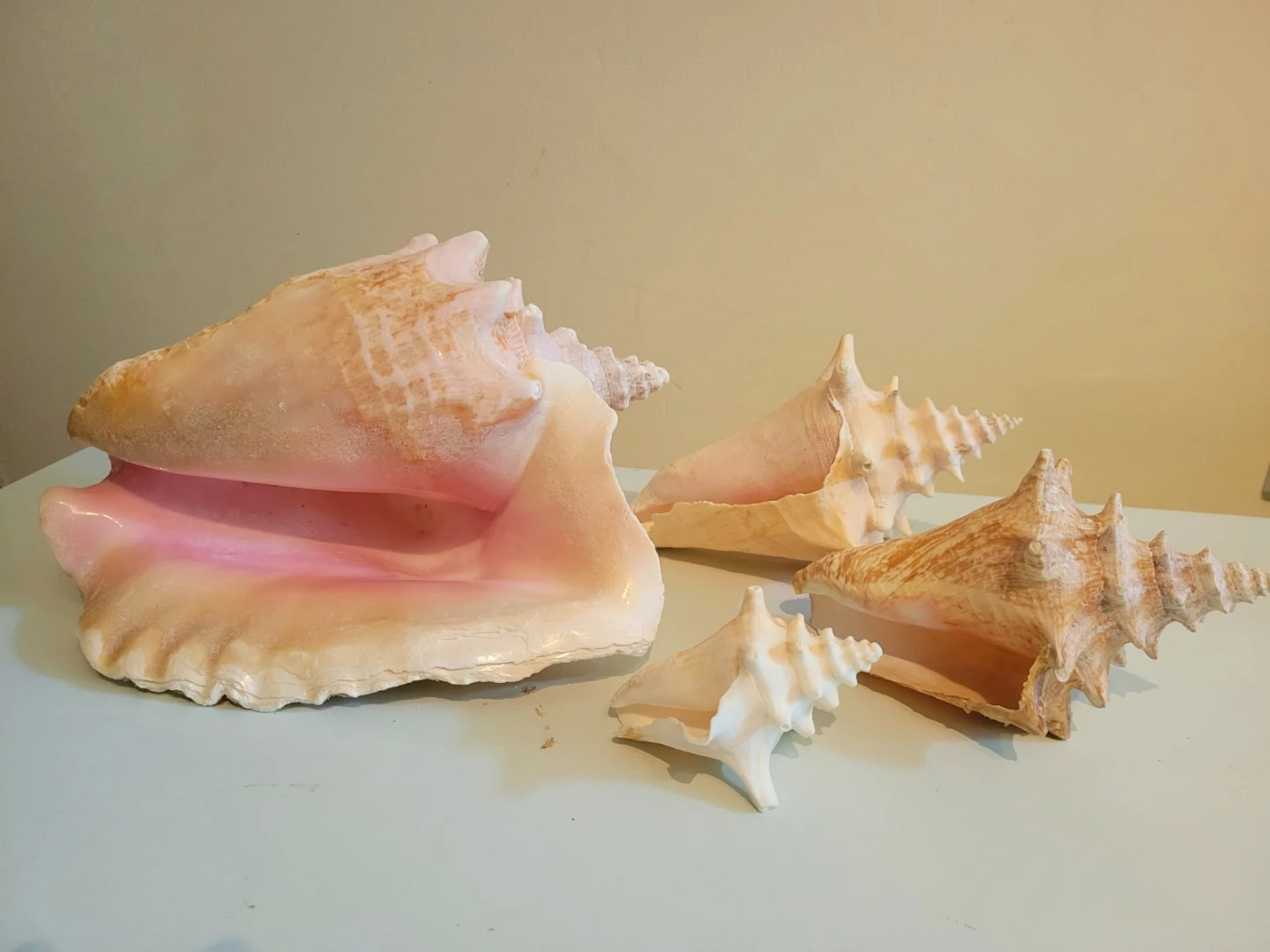 Natural Coastal Decor Collection - photo 3