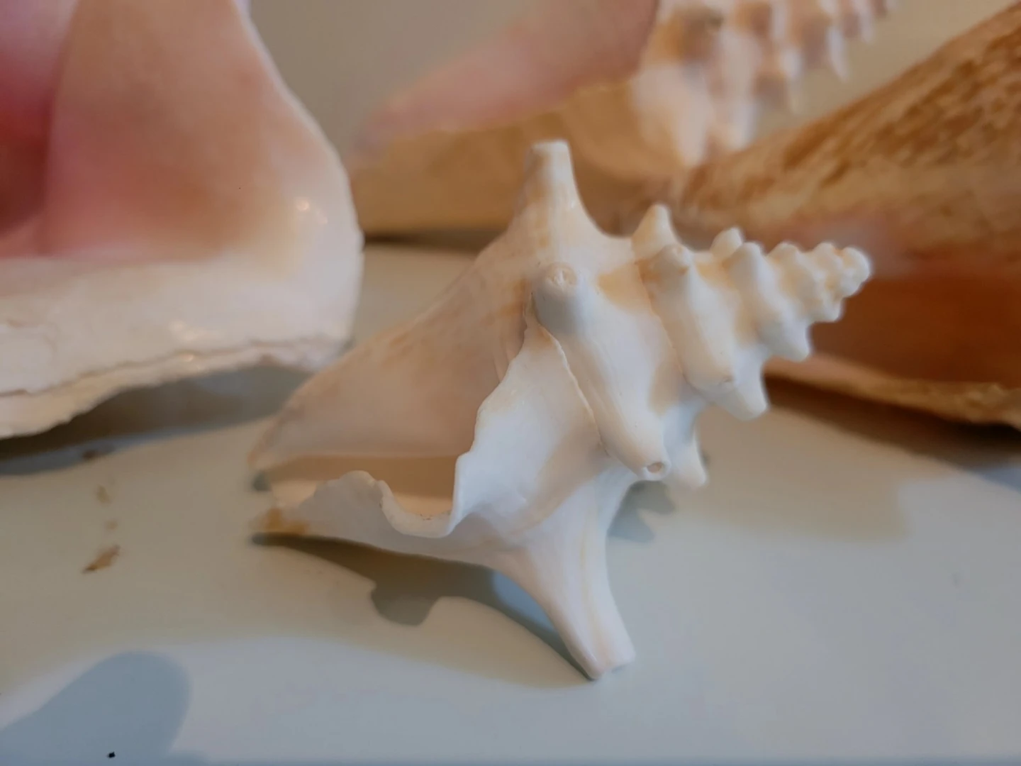 Natural Coastal Decor Collection - photo 4