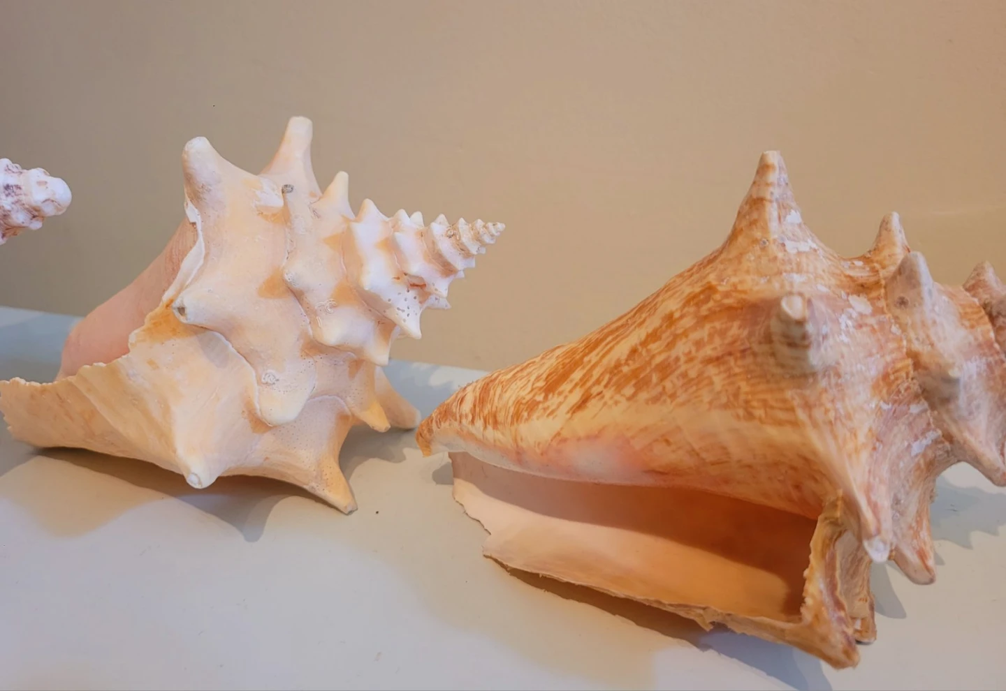 Natural Coastal Decor Collection - photo 5