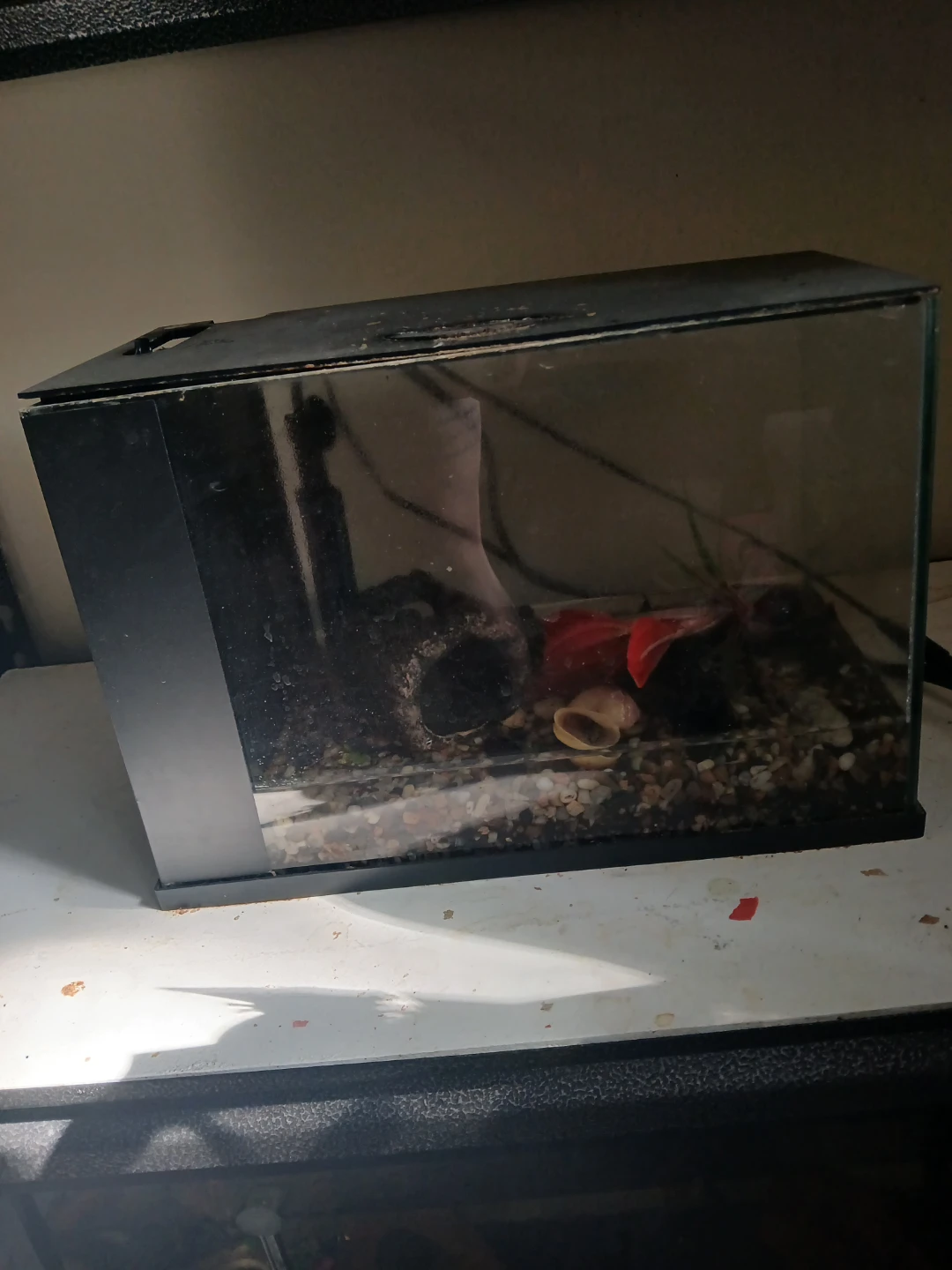3 gallon self draining Aquarium Tank