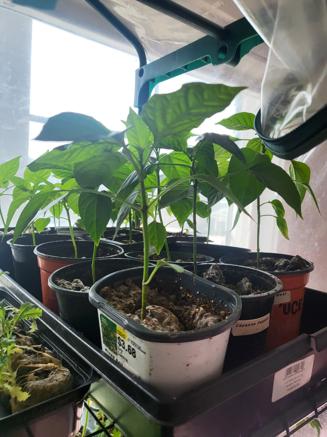 Tomatoes and peppers