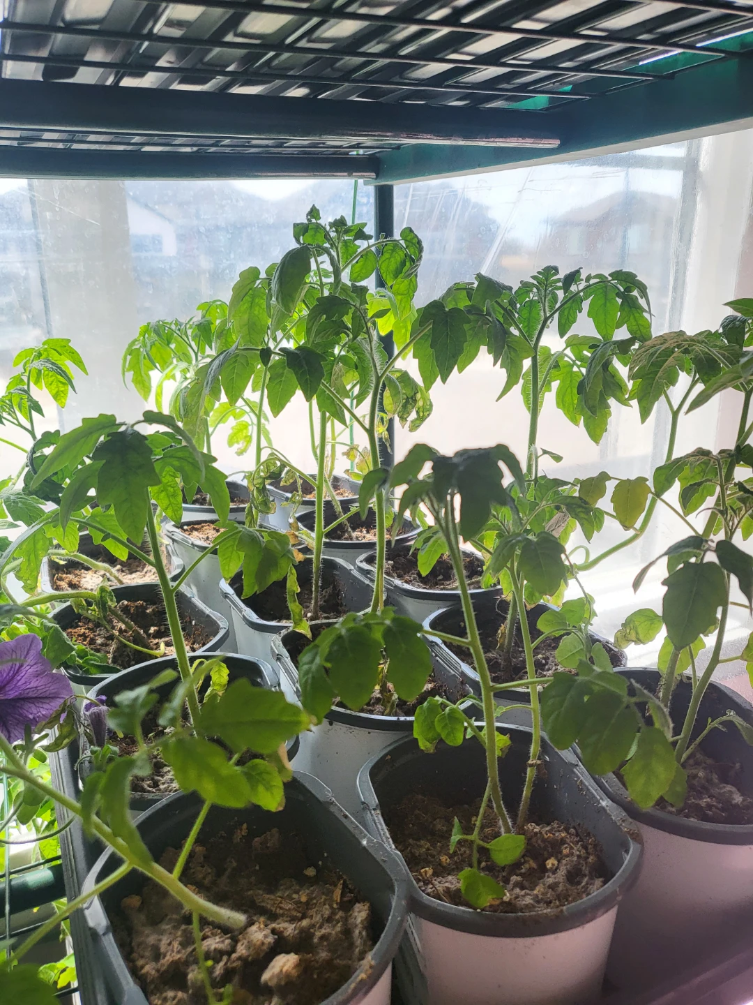 Tomatoes and peppers - photo 2