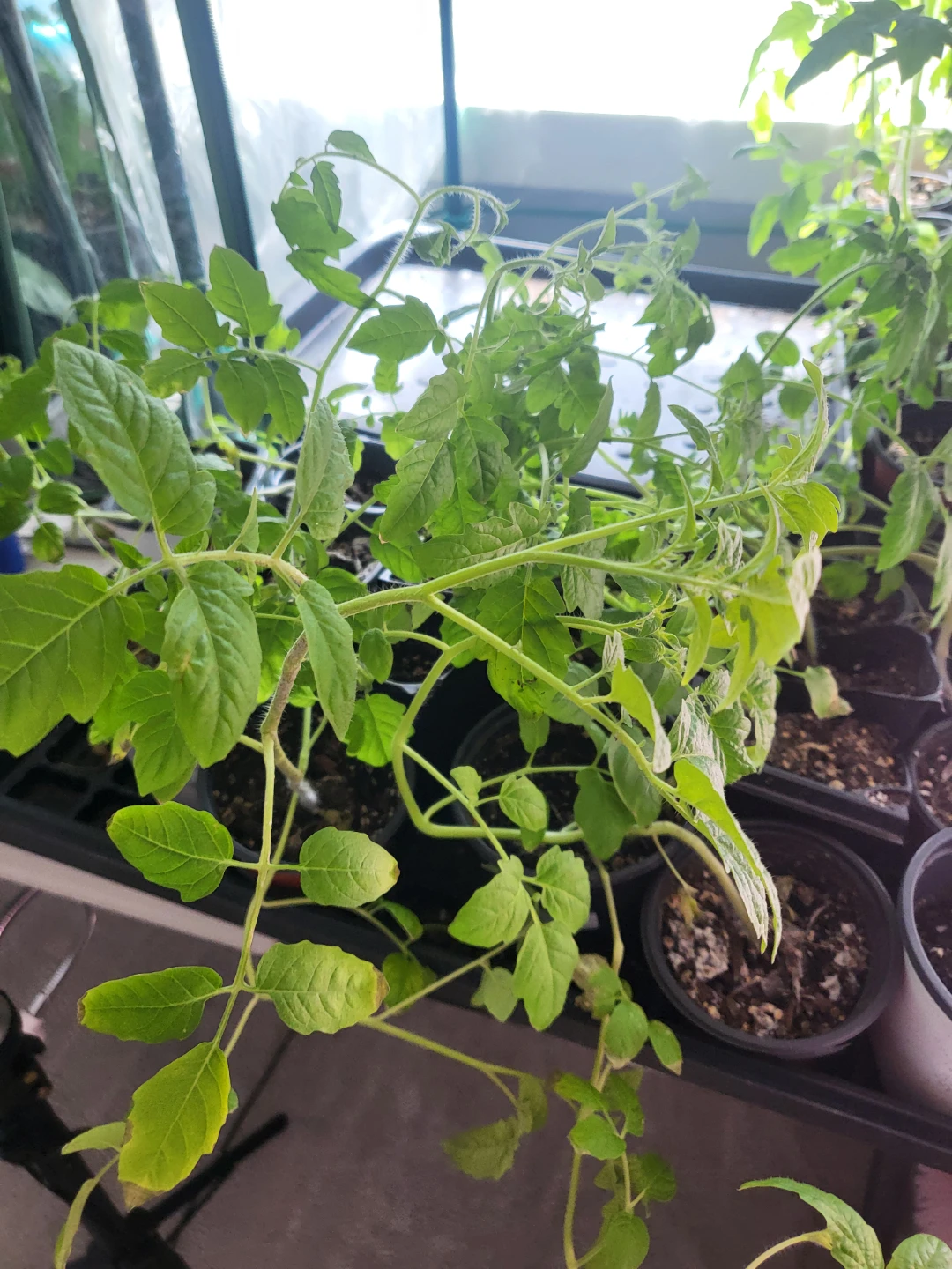 Tomatoes and peppers - photo 4