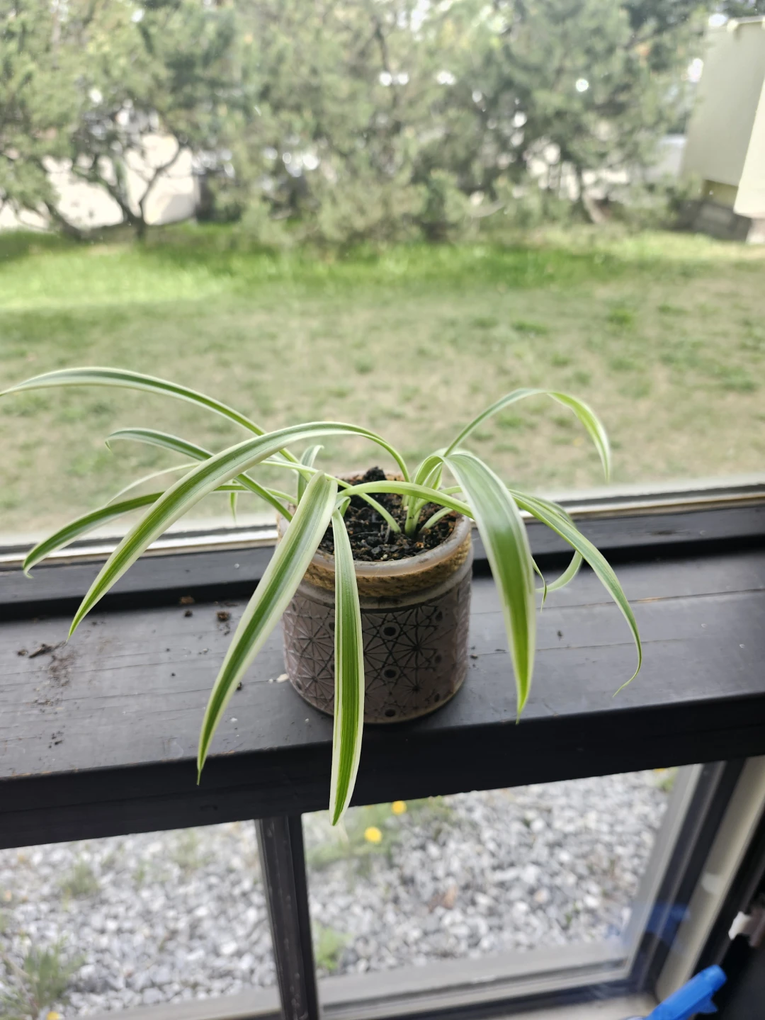 Spider Plants in various decorative pots