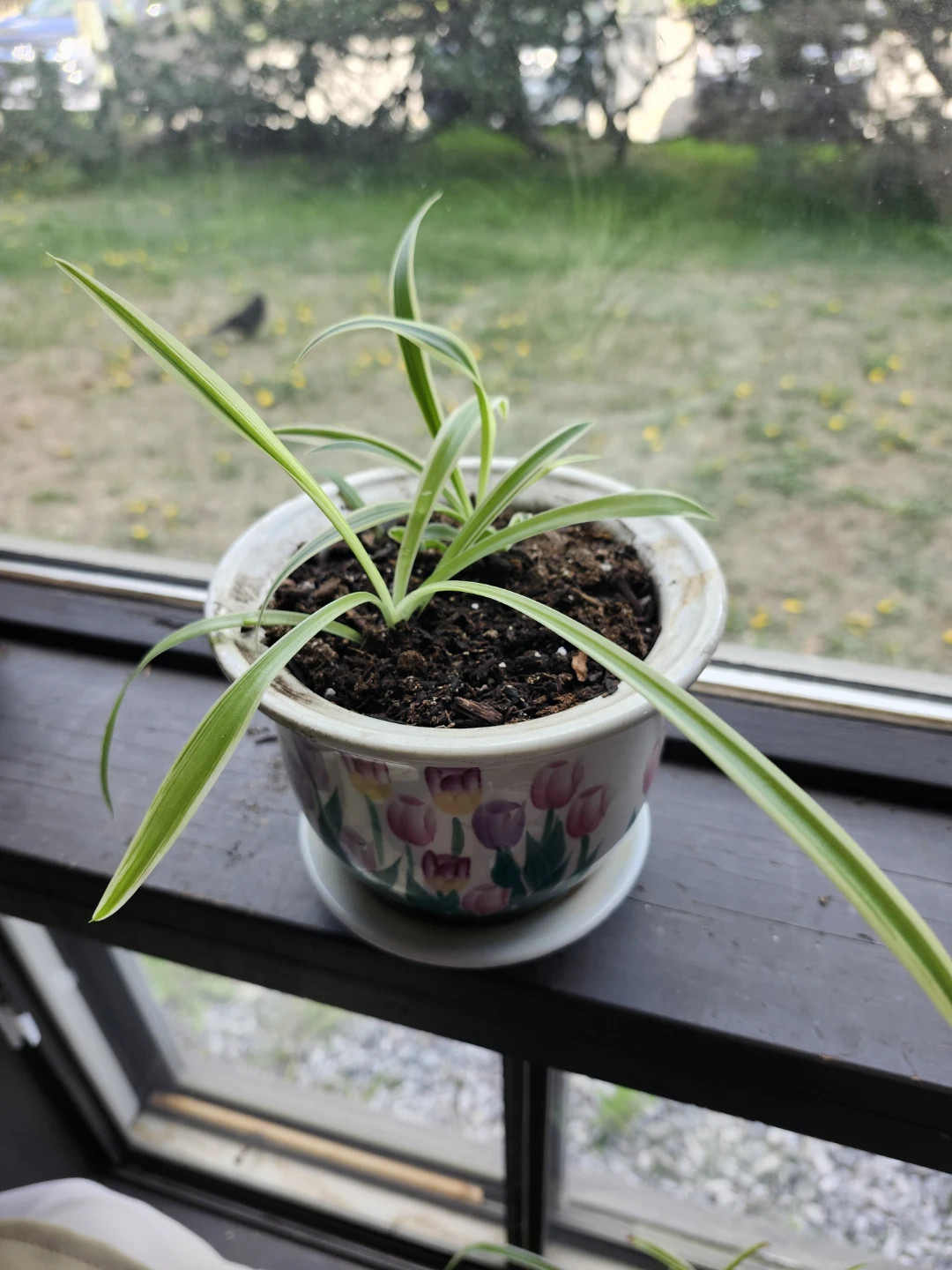 Spider Plants in various decorative pots - photo 2