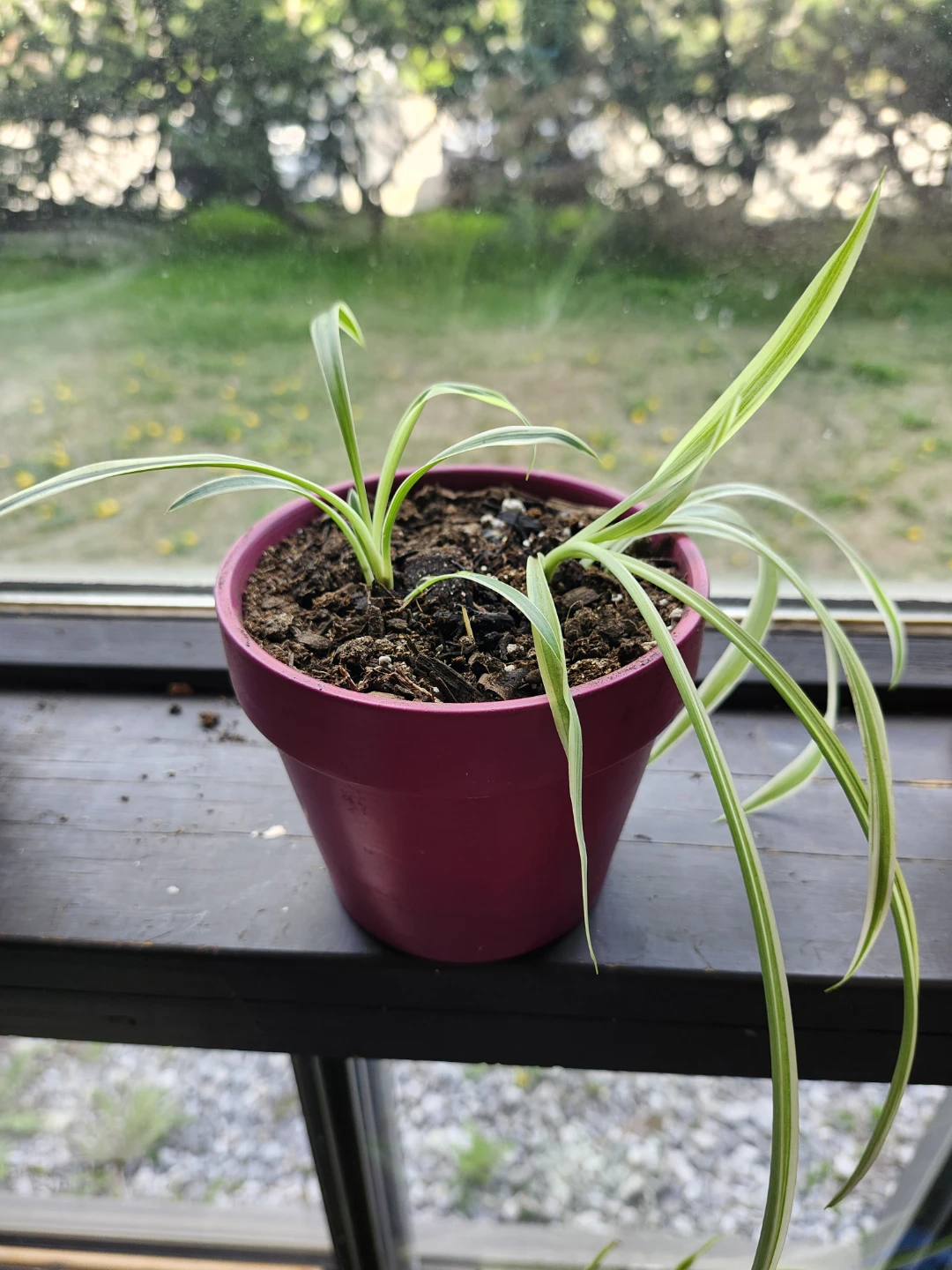 Spider Plants in various decorative pots - photo 3