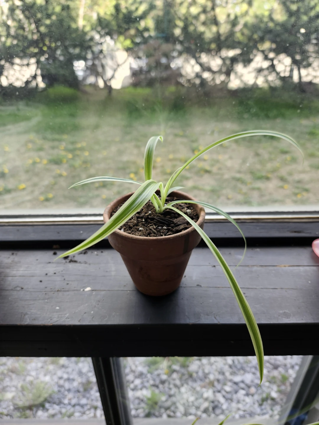 Spider Plants in various decorative pots - photo 4