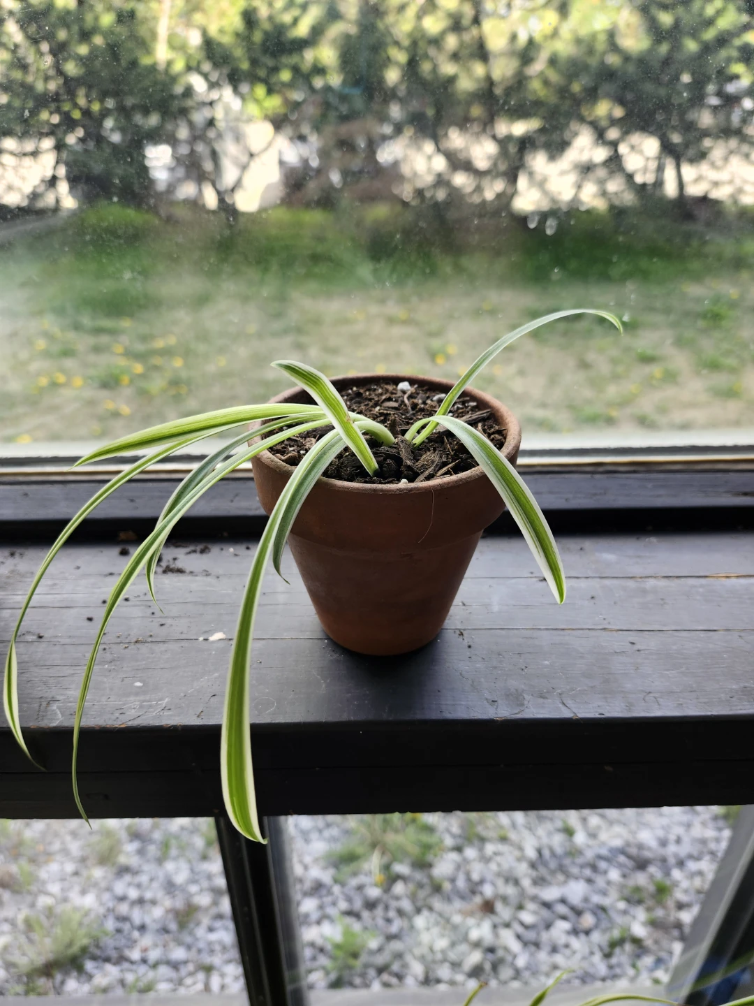 Spider Plants in various decorative pots - photo 5