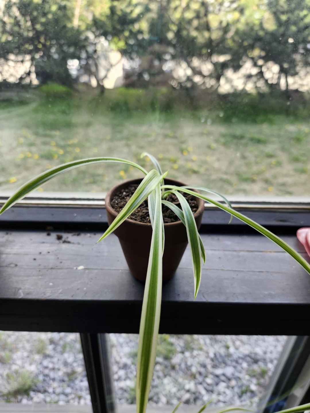 Spider Plants in various decorative pots - photo 3