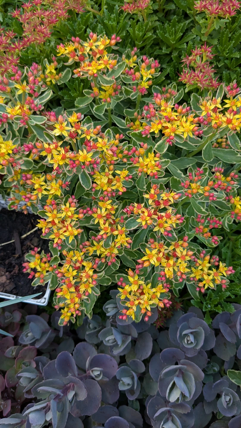 Various Sedum Plants for Sale - photo 2