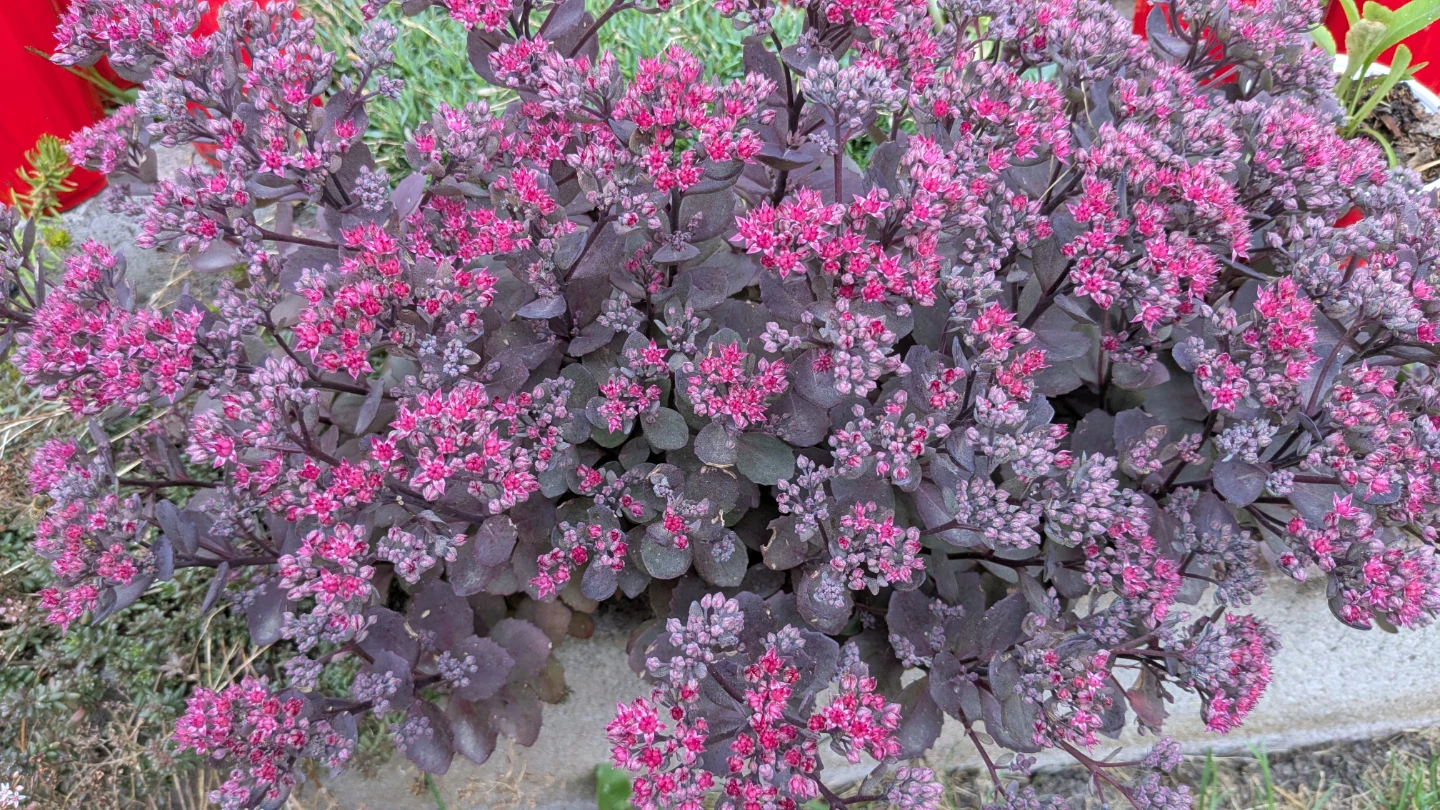 Various Sedum Plants for Sale - photo 4