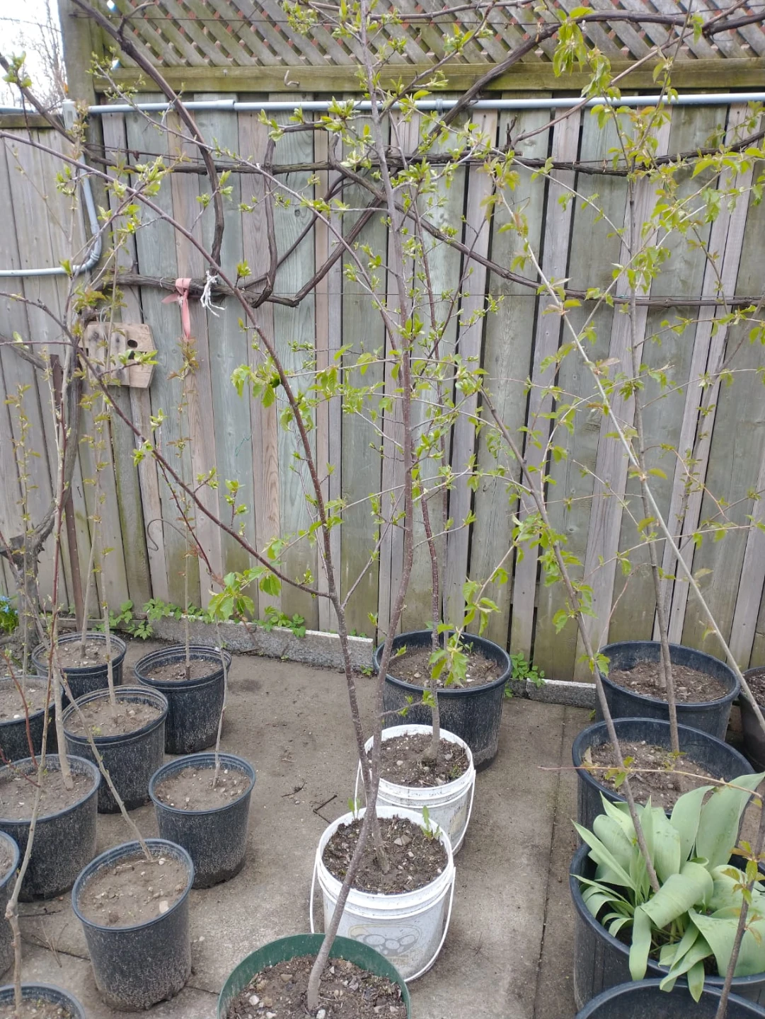Buy One and one is free  - Ready for Planting!