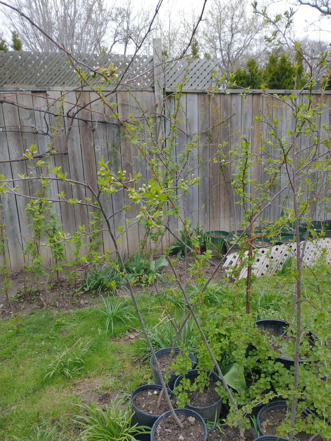 Buy One and one is free  - Ready for Planting! - photo 2
