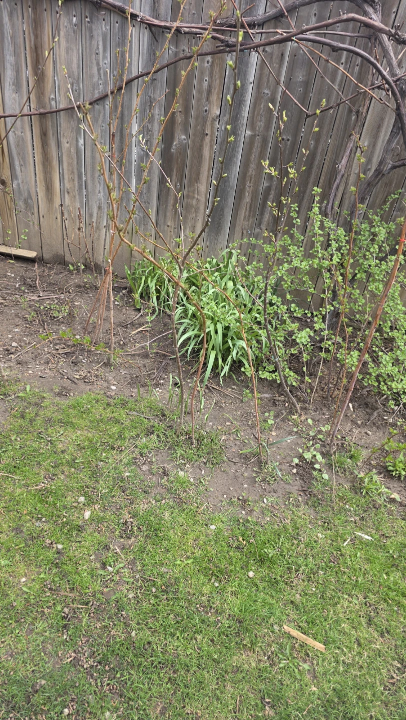 Buy One and one is free  - Ready for Planting! - photo 3