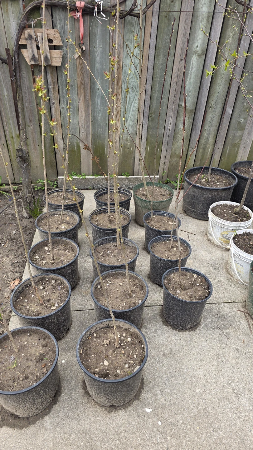 Buy One and one is free  - Ready for Planting! - photo 4