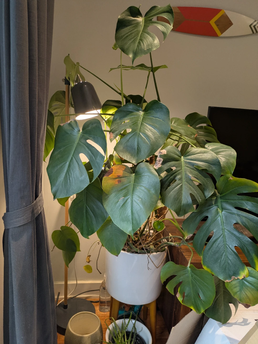 Monstera Plant in White Pot