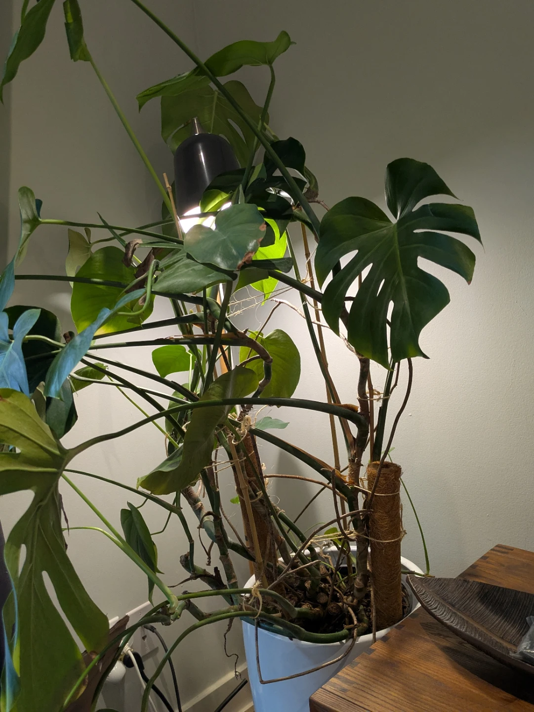 Monstera Plant in White Pot - photo 2