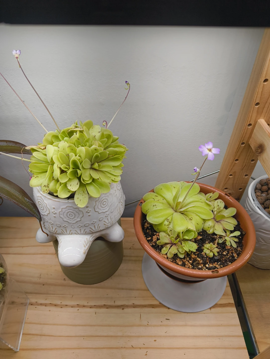 🌱 Pinguicula agnata plants 🌸