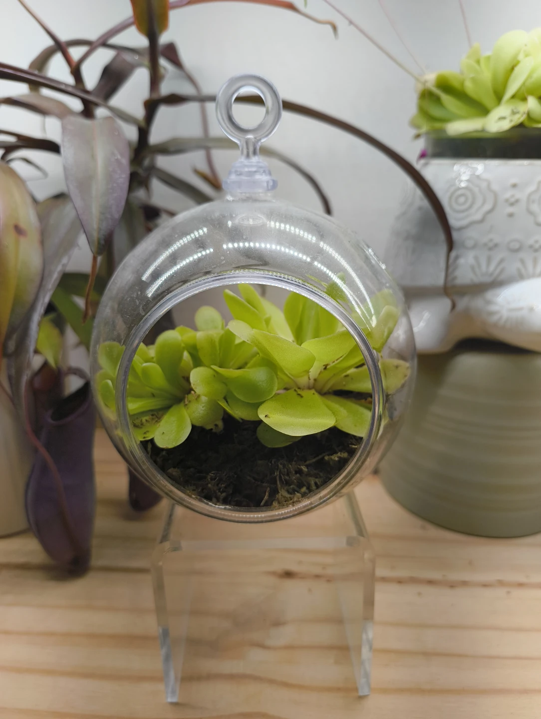 🌱 Pinguicula agnata plants 🌸 - photo 2