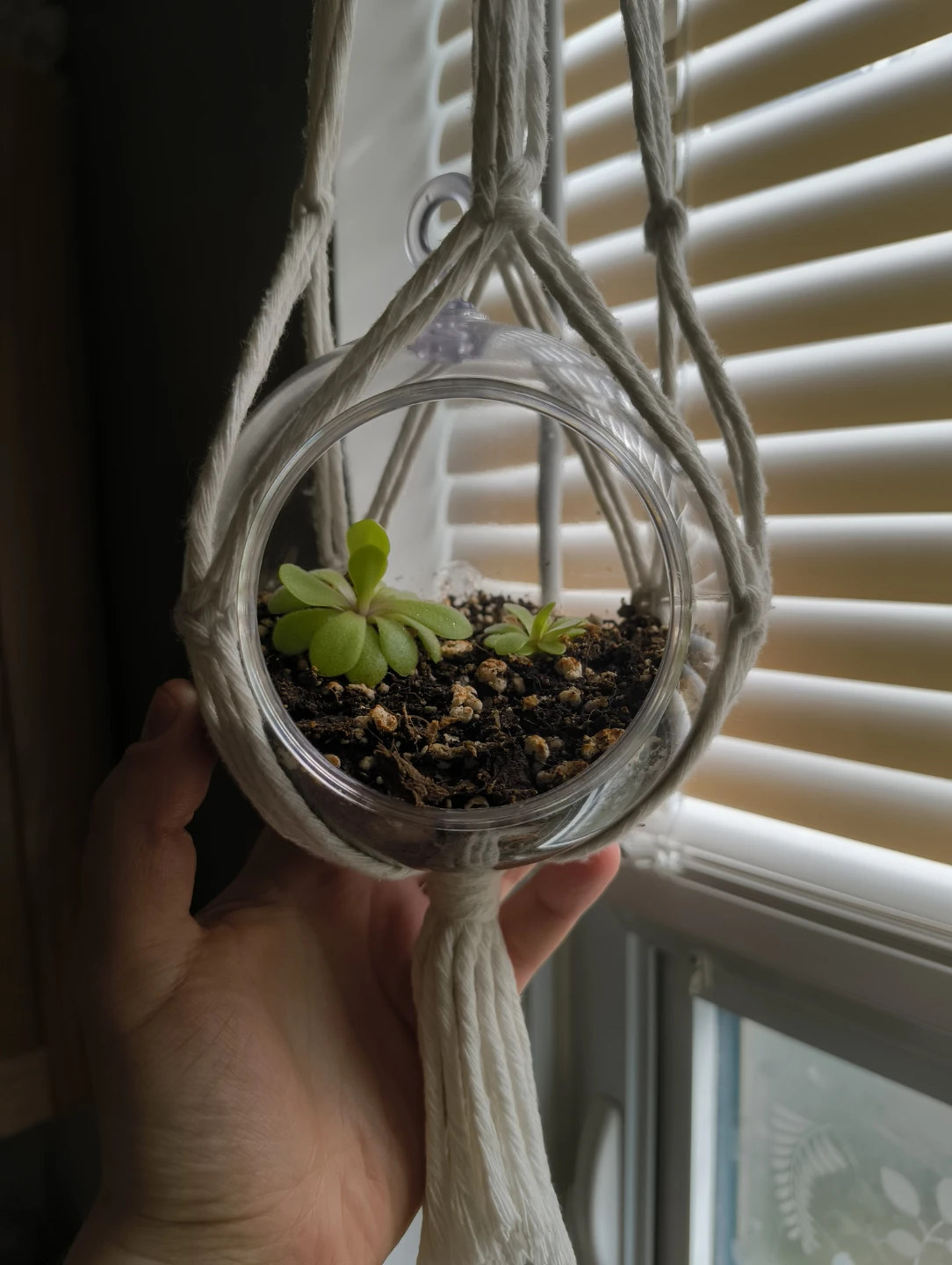 🌱 Pinguicula agnata plants 🌸 - photo 3