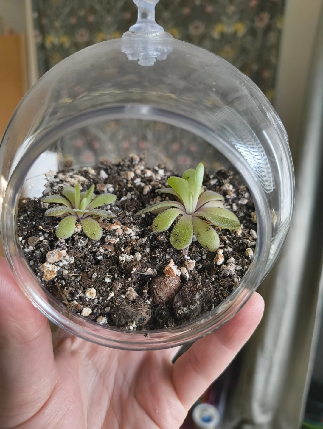 🌱 Pinguicula agnata plants 🌸 - photo 4