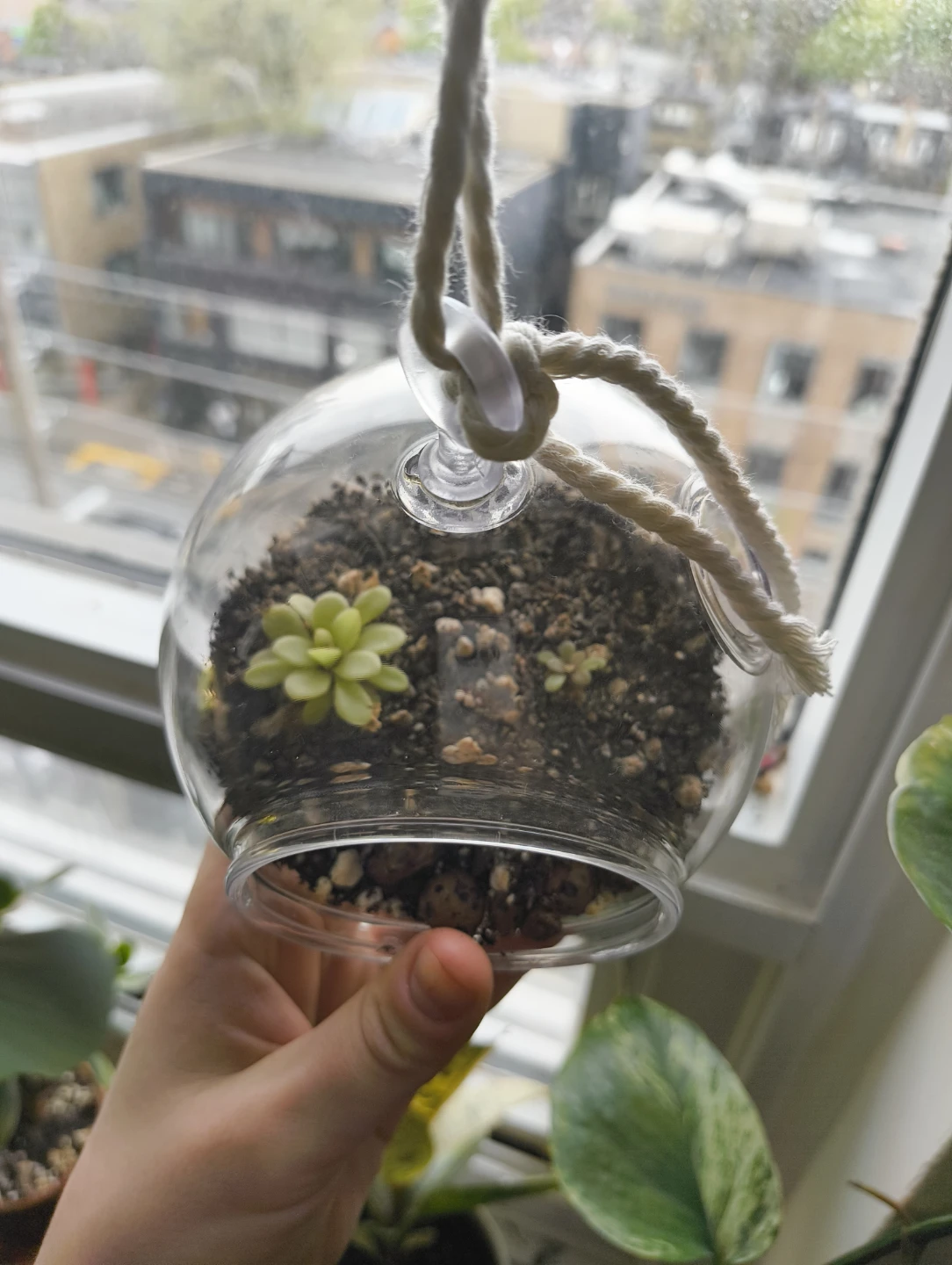 🌱 Pinguicula agnata plants 🌸 - photo 5